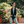 Load image into Gallery viewer, GENEVIEVE